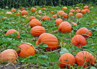 娱乐吃瓜基地的作品,独家爆料，明星幕后故事大公开