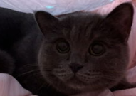 娱乐吃瓜小猫咪,揭秘娱乐圈那些事儿